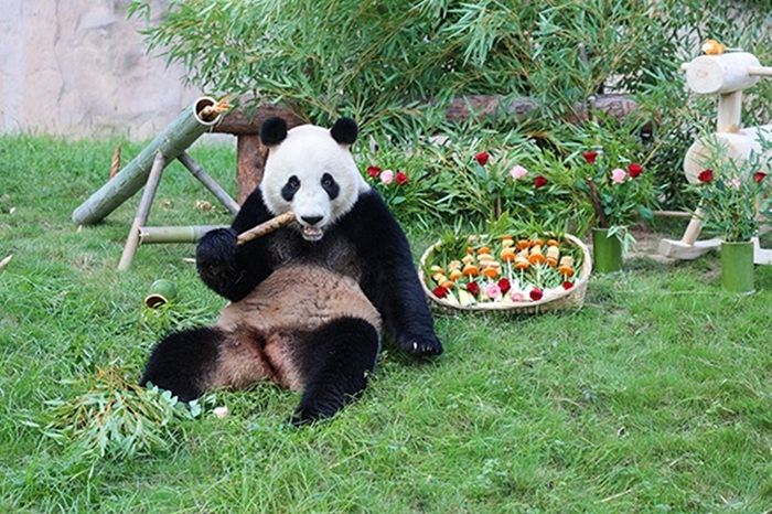1-day tour to Shanghai Wild Animal Park for panda viewing and