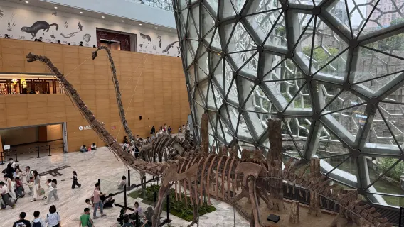 Half-day at Shanghai Natural History Museum and Huangpu River night cruise with headsets and professional tour guide service