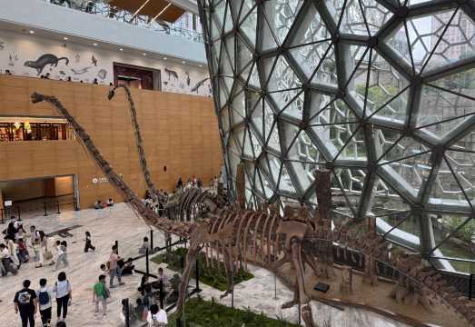 Half-day at Shanghai Natural History Museum and Huangpu River night cruise with headsets and professional tour guide service