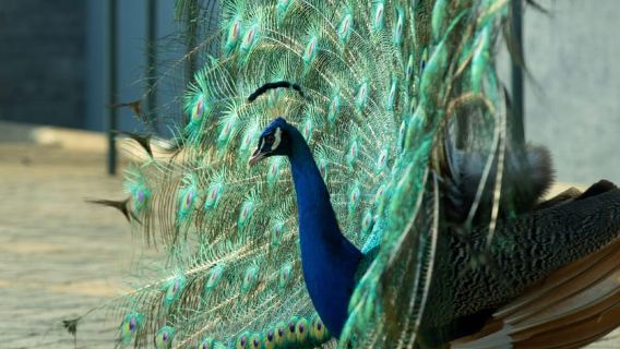 Experiencia de observación de aves en el parque ecológico de Kigali