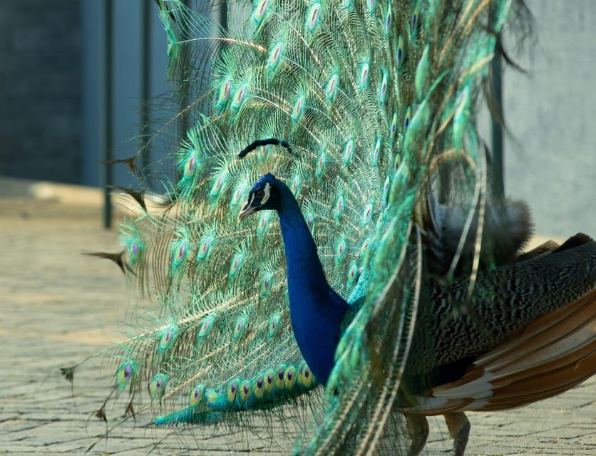 Experiencia de observación de aves en el parque ecológico de Kigali