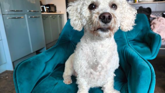 Boarding for Returning Dogs - 8 Days