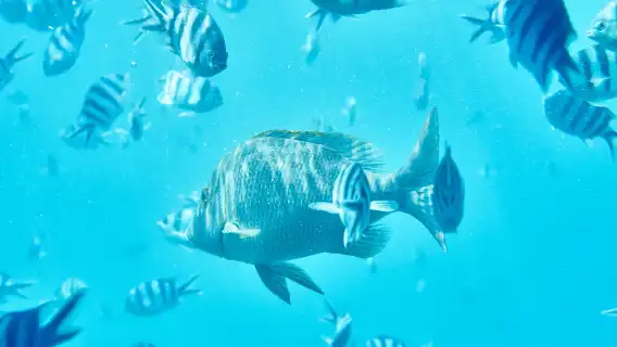 日本沖繩青之洞窟體驗潛水浮潛0.5小時【浮潛活動/搭乘專用船/那霸或北谷定點接駁】