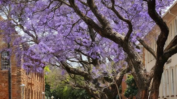 南非&比勒陀利亞一日遊【人類搖籃遺產與動物王國線】