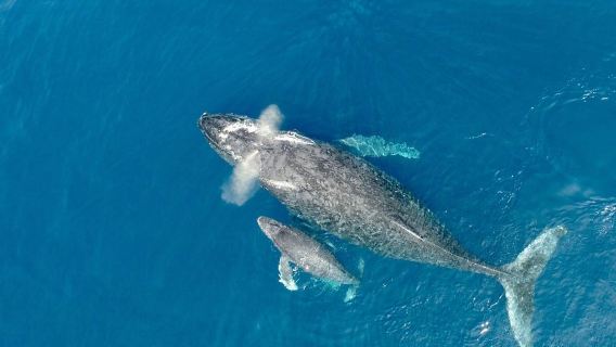 Crociera per avvistamento di balene e delfini ad Auckland, Nuova Zelanda - Scoperta di balene e delfini