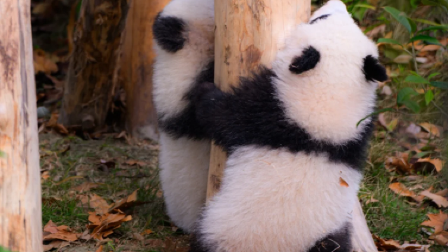 【學生研學營】熊貓有約1日營(熊貓苑+熊貓小匠研學體驗基地)