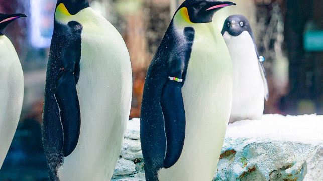 珠海長隆企鵝酒店 海洋王國/長隆秀/飛船樂園/卡卡虎/早晚餐酒店套票優選美食