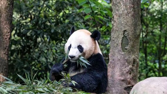 Departing from Chengdu: Bifengxia panda base, wildlife park and panda epic drama [Family-friendly tour]