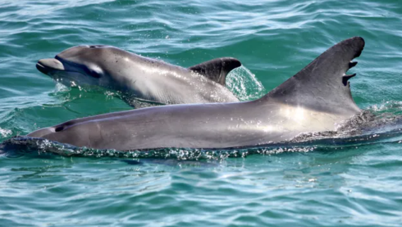 호주 뉴사우스웨일스 주 시드니 스티븐스 항구 모래사장 체험 & 돌고래 관찰 당일 치기 여행