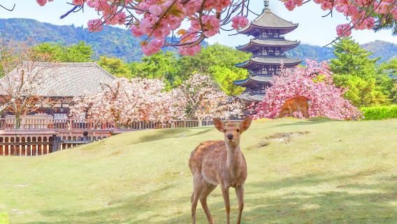 Kyoto & Nara & Uji World Heritage Day Tour: Nara Park & Fushimi Inari & Byodoin & Matcha Street