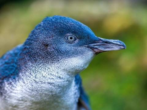 新西蘭基督城來回：奧瑪魯一日遊｜打卡白石古城&藍企鵝