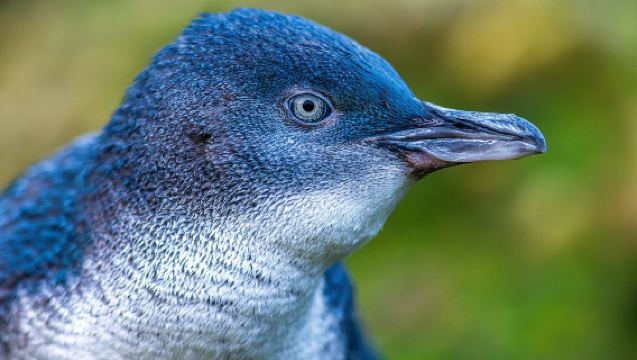 Christchurch, New Zealand pergi-balik: Lawatan sehari ke Oamaru | Lawati Kota Batu Putih & Penguin Biru