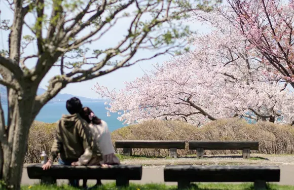北海道 小樽守宮公園賞櫻一日遊丨9人小團/巴士+可選酒店接送