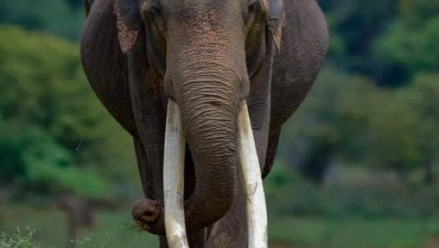 Mirissa Jeep Safari Tour | Udawalawe National Park + Hunting Observation [Hotel Pickup]