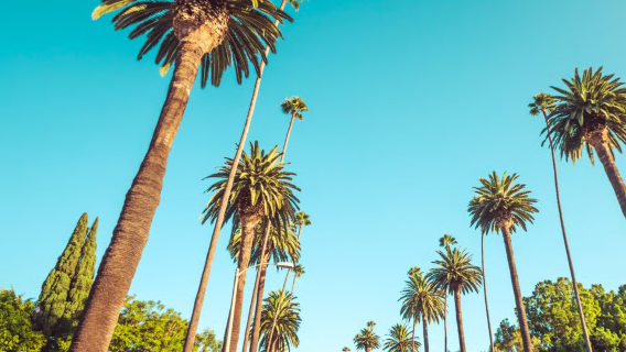 1-day tour to Griffith Observatory, Santa Monica State Beach, Hollywood Walk of Fame and Beverly Hills
