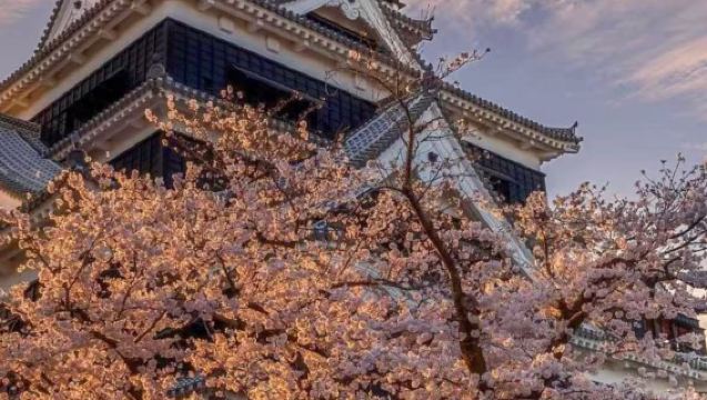 九州熊本一日遊櫻之馬場+熊本部長辦公室+加藤神社+熊本展望塔