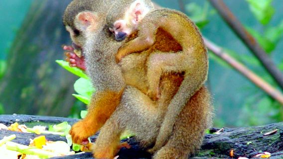 Kumpulan 6 Orang - Lawatan Sehari ke Pusat Konservasi 4 Spesies Gunung Qinling + Taman Botani Negara Gunung Qinling