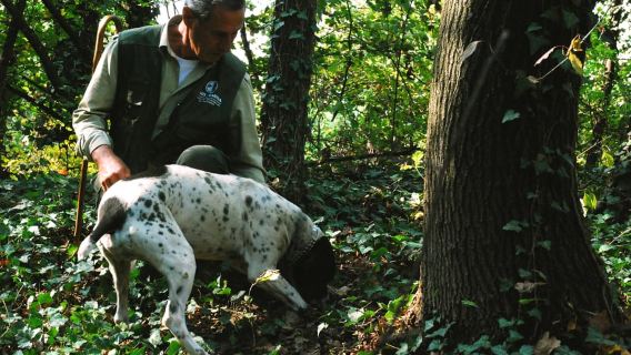 Langhe: Truffle Hunting Tour