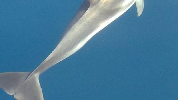 Sunset Tour and Searching Dolphins