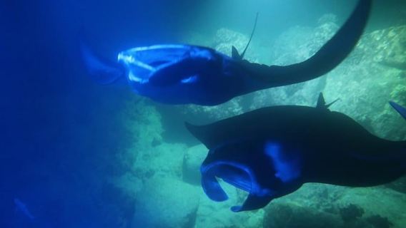 Kona: Manta Ray snorkeltur, garanti eller kom igen gratis