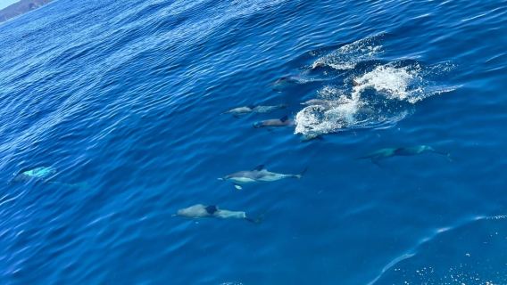 Plettenberg Bay: Dolphin and Marine Boat Tour