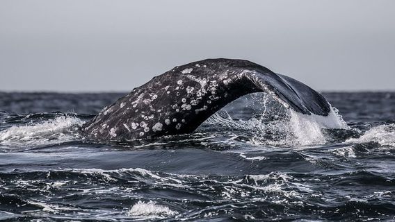 Monterey CountyTours
