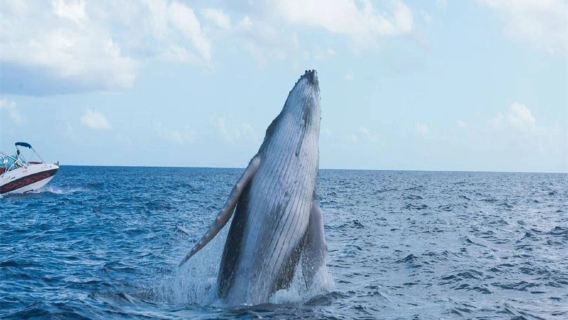 ทัวร์วันเดียว/ทัวร์หลายวัน ในมอริเชียสของทะเลตะวันตกและ สปีดโบ๊ท ทางบกเพื่อตามล่าปลาโลมา/ปลาวาฬ/ทัวร์สวนสัตว์