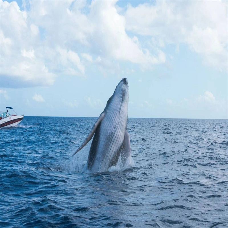 Mauritius 1-Day Tour: Western Land and Sea Adventure with Speedboating for Dolphins Watch, Whale Watching, and Zoo Visit