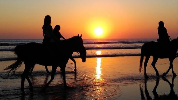 Phuket International Equestrian Club 1-day tour[Beach Horseback Riding + Horse Feeding | Optional Horse Swimming]