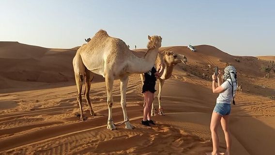 Al AinTours