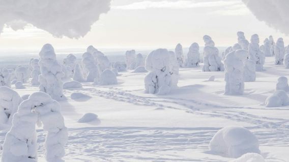 Randonnée dans le parc national de Riisitunturi