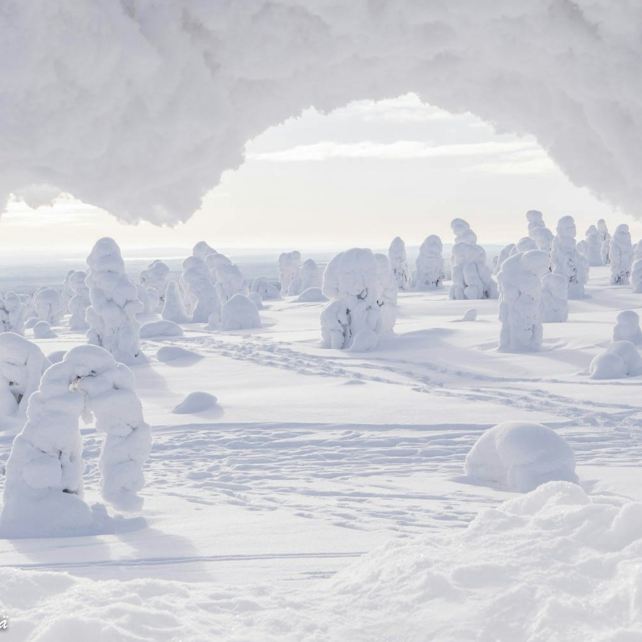 Randonnée dans le parc national de Riisitunturi