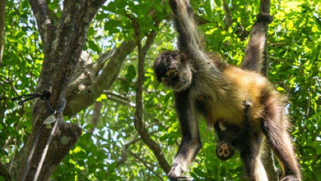 Taman Margasatwa Croco Cun: Tiket Masuk Jalur Cepat