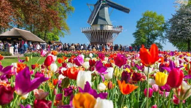 Keukenhof: Vé vào cổng + Du thuyền cối xay gió