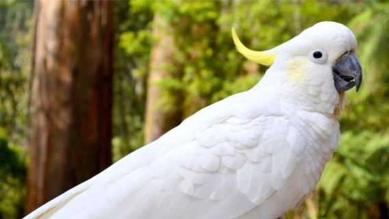 ทัวร์หนึ่งวันเทือกเขาแดนดินอง เมลเบิร์น วิกตอเรีย ออสเตรเลีย