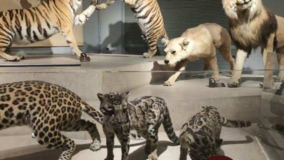 Shanghai Natural History Museum + Shanghai Museum Ostgebäude, kleine Gruppe von 8 Personen (Eintritt nicht inbegriffen)