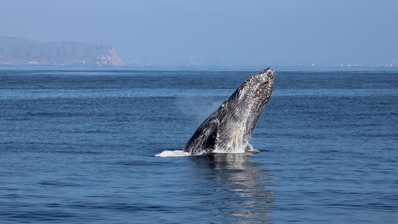San Diego