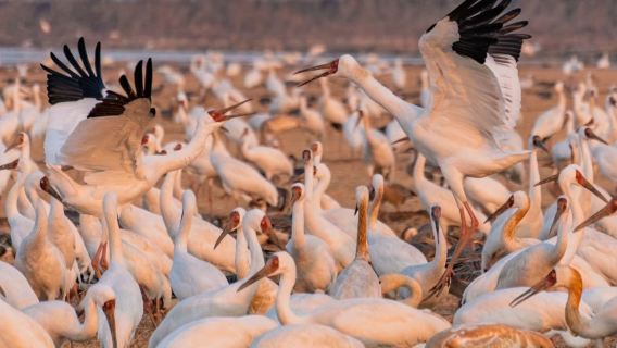 鄱陽湖候鳥白鶴洲+五星級白鶴小區包車遊【南昌市起止/包車遊】