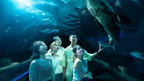 Hualien Farglory Ocean Park | Sleepless Night by the Ocean, Overnight Stay at the Aquarium, Overnight Stay at the Dolphin Pavilion, Accommodation Experience | Summer Sales Now On