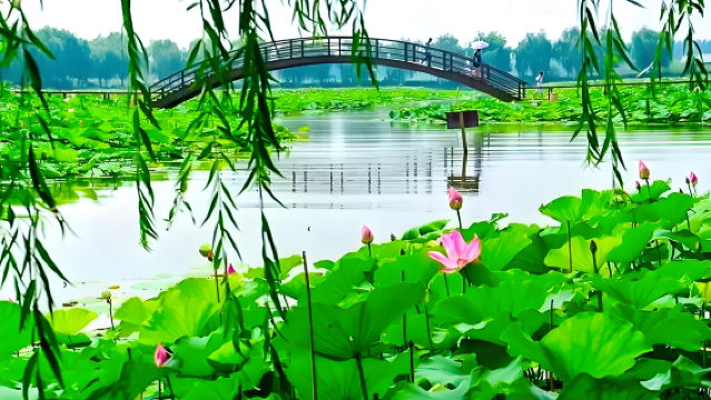 白洋淀冉莊純玩1日遊國家5A級設施白洋澱荷花大觀園 