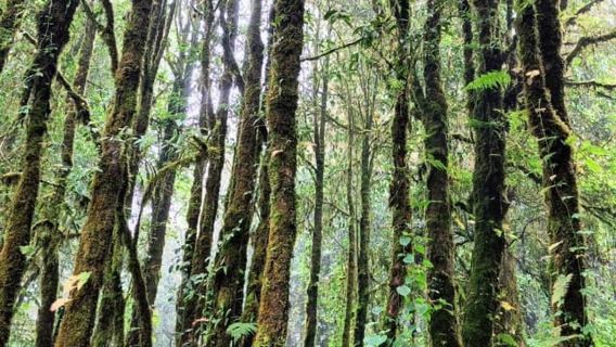 Chiang Mai: Tagestour zum Nationalpark Doi Inthanon und Wasserfall