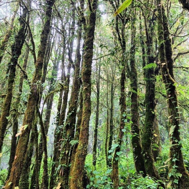 Chiang Mai: Doi Inthanon National Park & Waterfall Day Tour