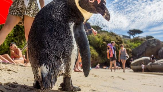 Fully Day Cape Of Good Hope, Penguins, Bo Kaap , Seals Tour