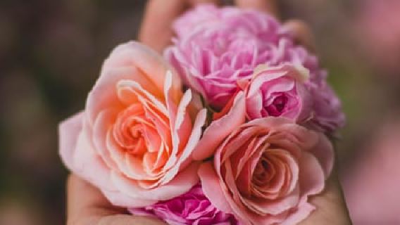 Quito: Roses, Cheese & Volcano View Cotopaxi Day Tour