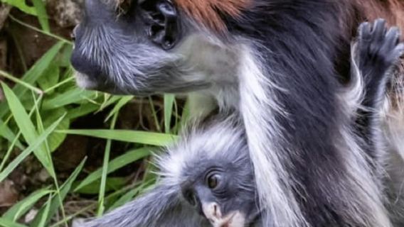 ZANZIBAR: Spice Farm tour, Jozani Forest & Rock restaurant