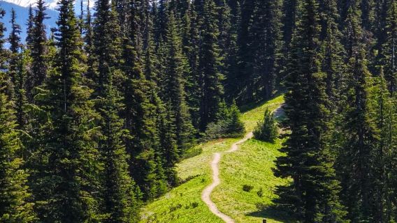 美國西雅圖市區來回奧林匹克國家公園颶風嶺等-包車-精選