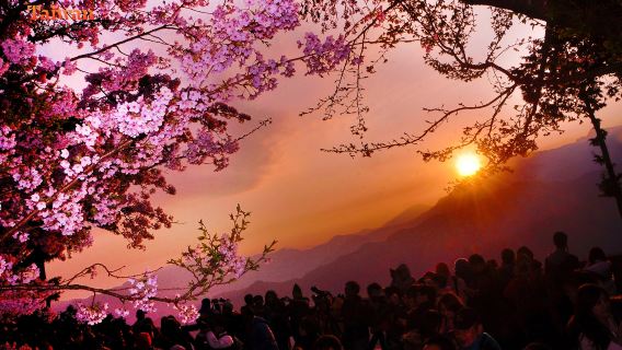 台灣觀光巴士{觀光局主導}～阿里山一日遊{共乘.2人成行}