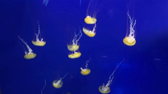 美國西雅圖飛行博物館+水族館+摩天輪【親子時光】