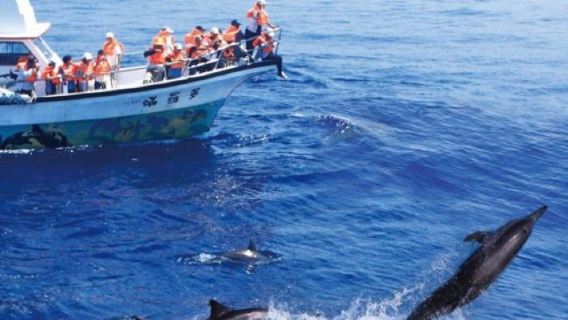 Tur Pengamatan Paus Hualien | Tur Pengamatan Paus Laut Doroman dengan Pemandu