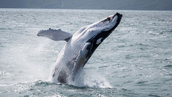 Húsavík Whale Watching Tour, family owned and operated